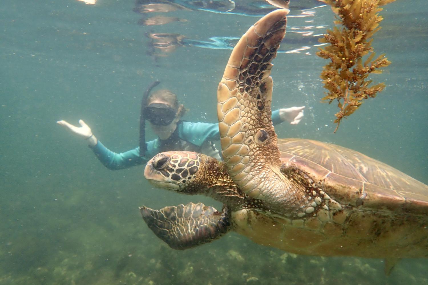 一名<a href='http://h4.babyfeedingshop.com/'>bv伟德ios下载</a>学生在Galápagos群岛游学途中与一只巨龟游泳.